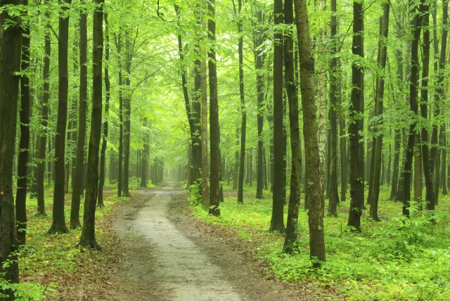 Bando di 18 milioni euro per interventi di prevenzione dei danni alle foreste (op. 8.3.01 PSR)