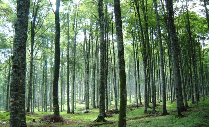 Modifiche e proroghe per bandi PSR e Pianura e Collina