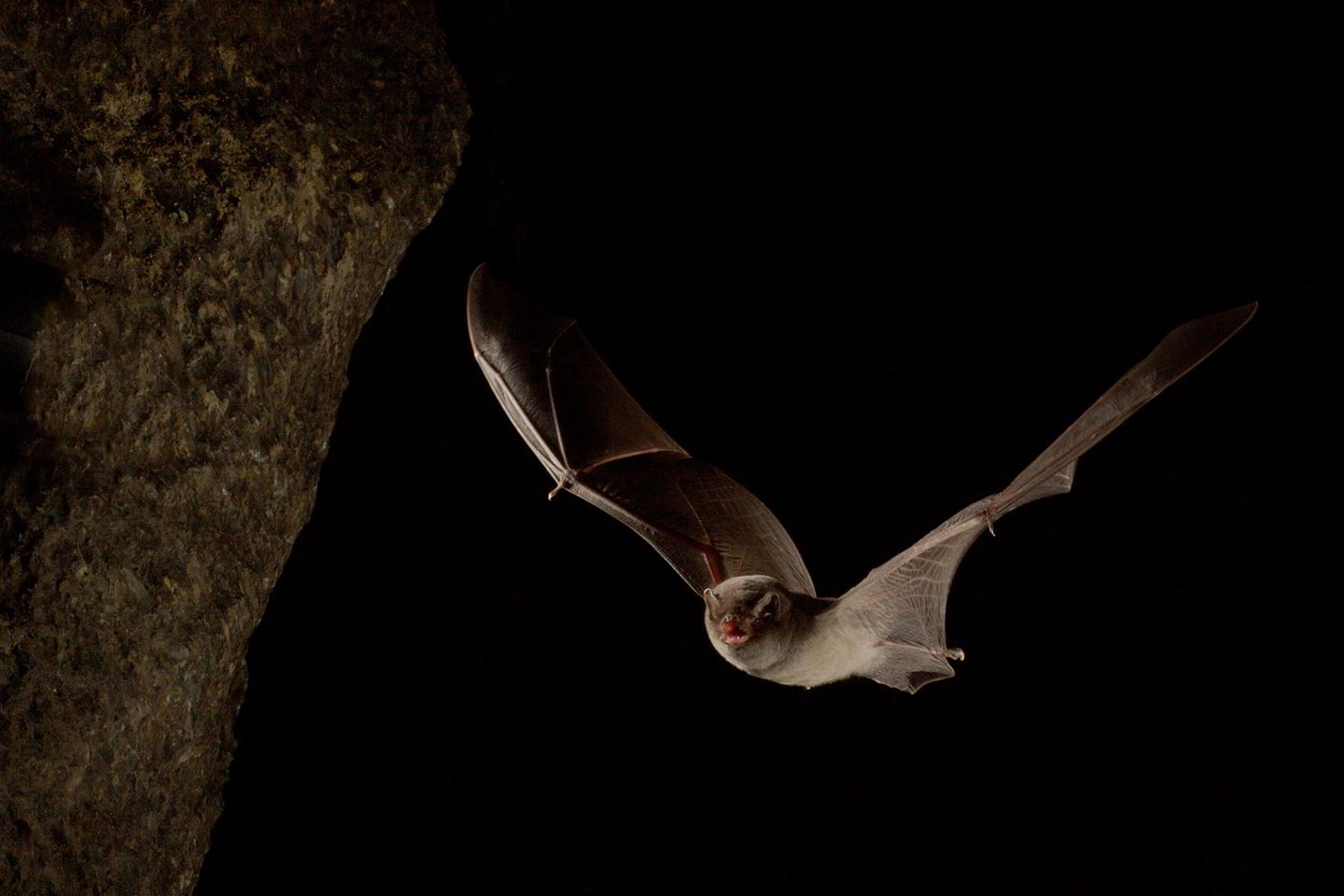 Il risveglio dei nostri pipistrelli: perché è importante tutelarli