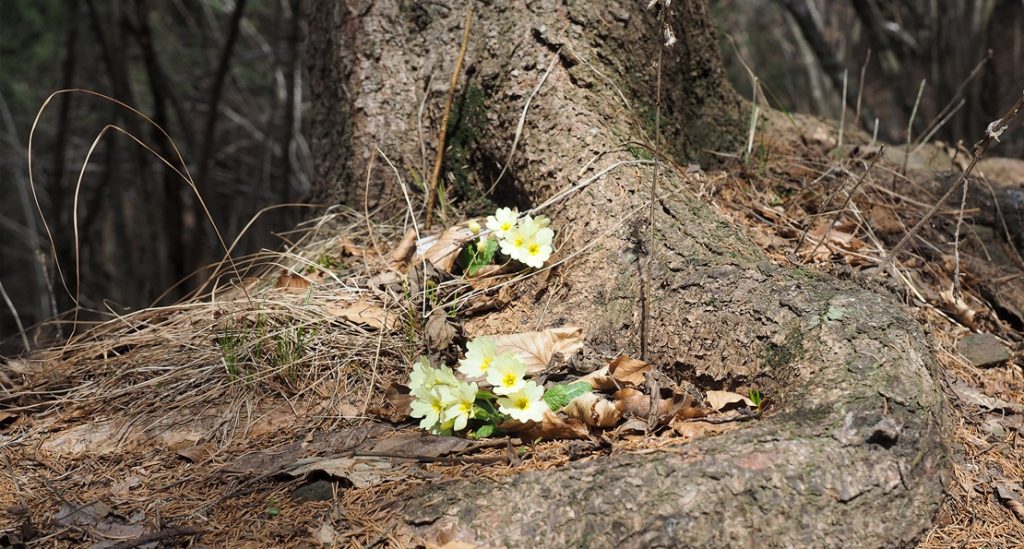 Questionario online su Rete Natura 2000, foreste e opportunità di finanziamento