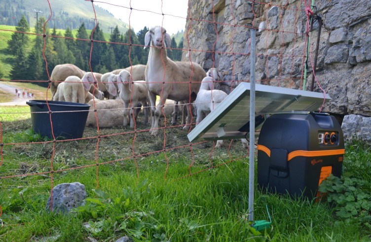 Investimenti per la protezione dai danni da fauna selvatica: il 3 febbraio un webinar sul nuovo bando Misura 4 PSR