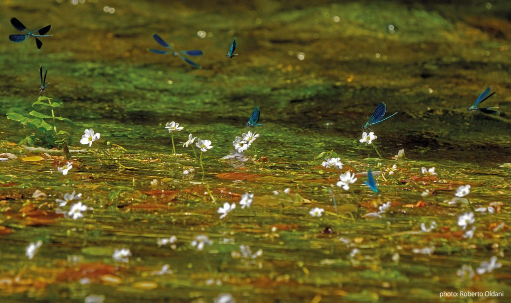 Biodiversità: aperta gara per realizzare corsi di formazione per professionisti, amministratori e Gev