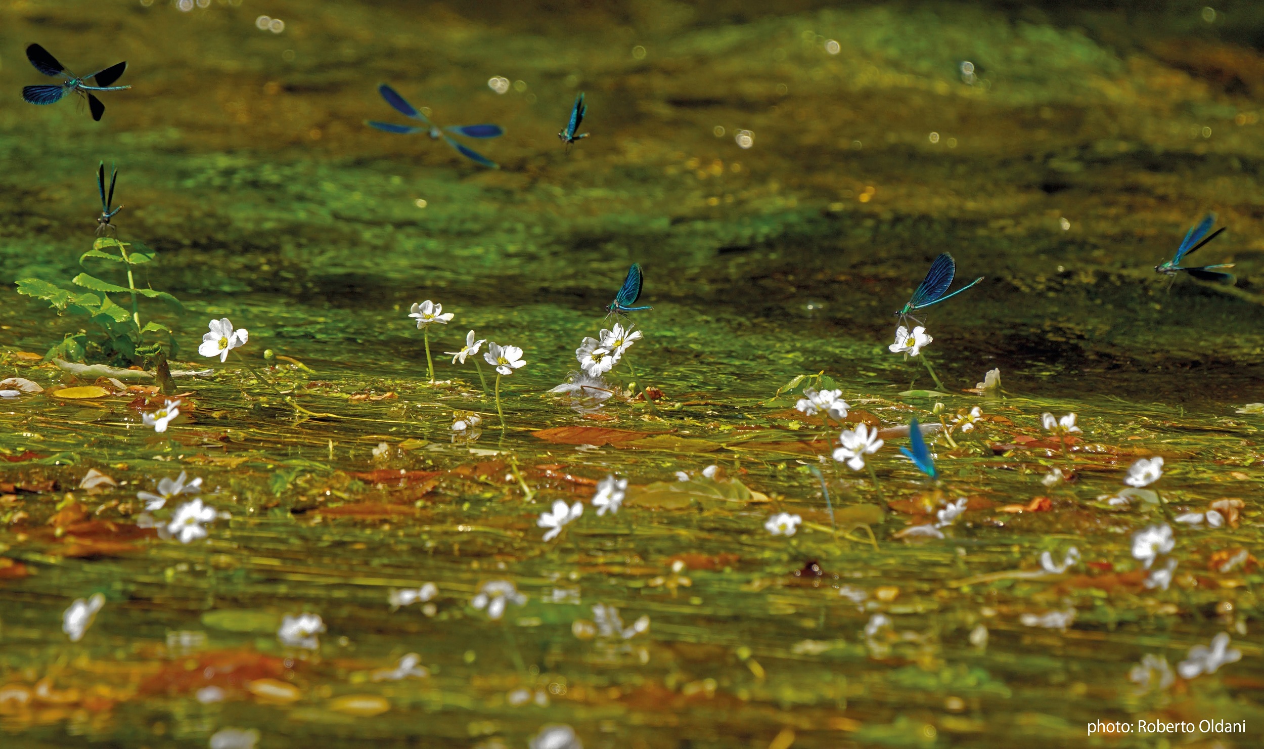 Biodiversità: aperta gara per realizzare corsi di formazione per professionisti, amministratori e Gev