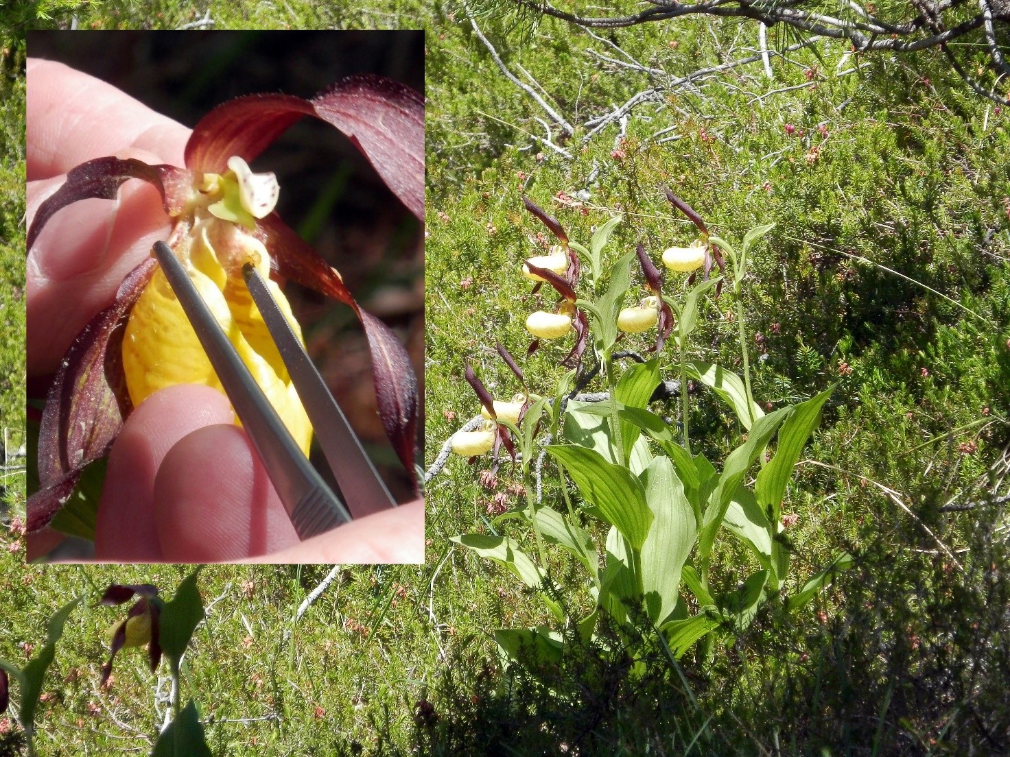 Orchidee: azioni per la loro conservazione