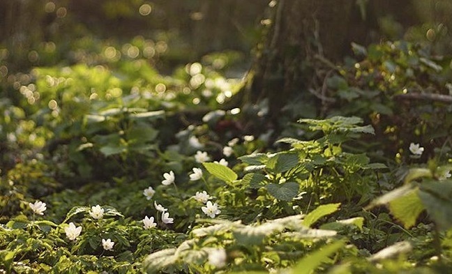 Aziende per il clima e la biodiversità – Online