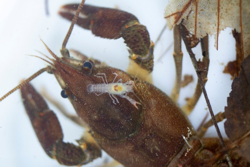 Il gambero di fiume autoctono, le prime immagini dei nuovi nati