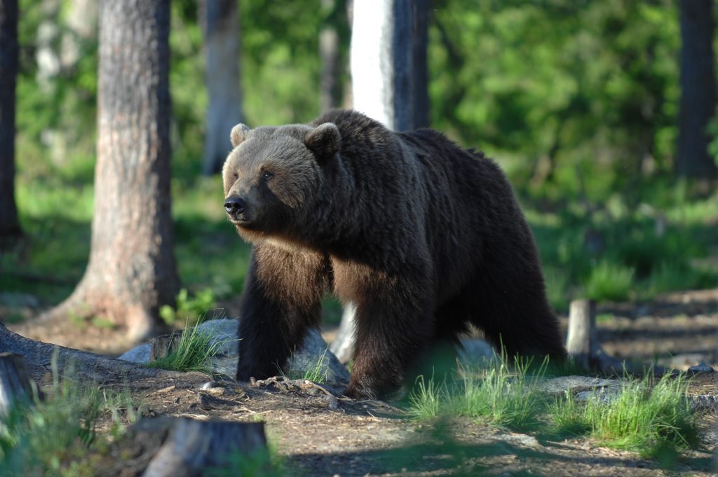 Come comportarci se incontriamo un orso o un lupo