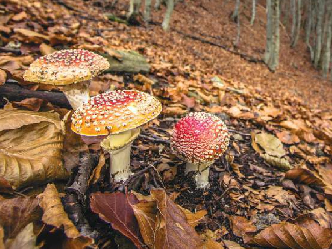 Mostra ” Lombardia un tesoro di biodiversità” ora disponibile anche in formato digitale