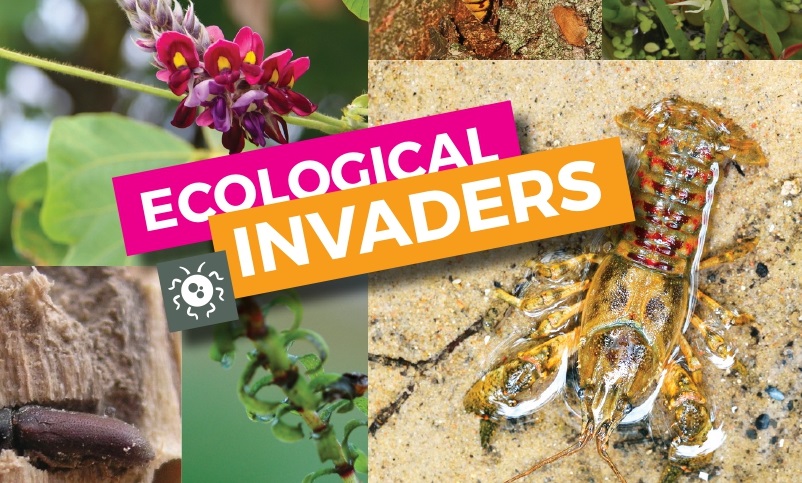Specie aliene invasive: in 2 mesi individuati 950 kg di prodotti vegetali e animali vietati all’aeroporto Orio al Serio