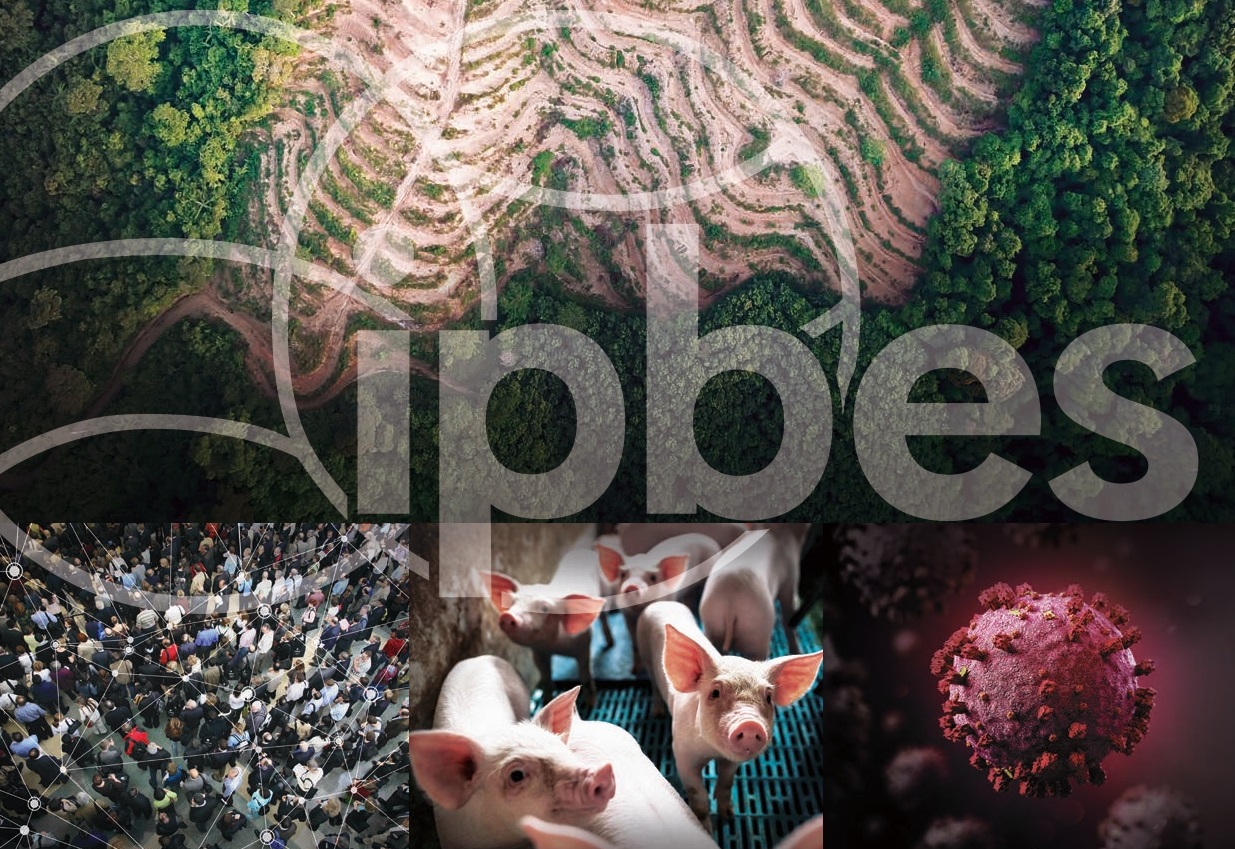 Biodiversity and pandemics: the Ipbes report