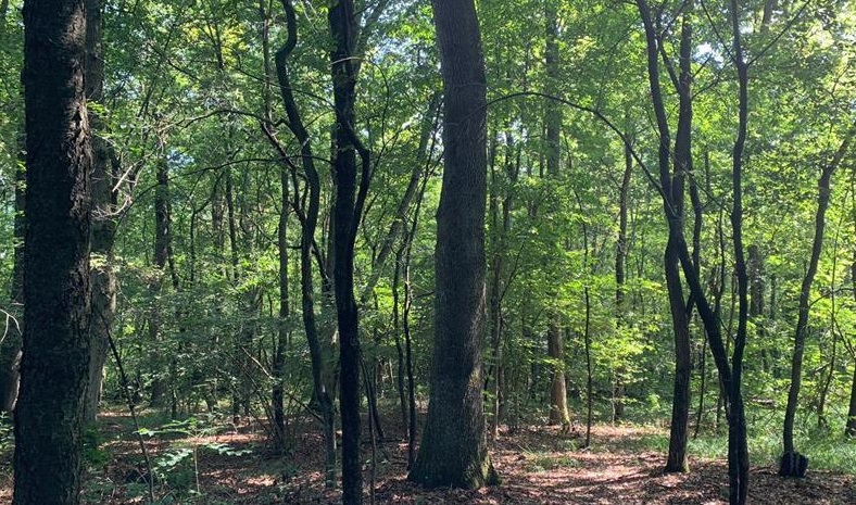 Miglioramento degli habitat forestali: gli interventi nei querceti di farnia