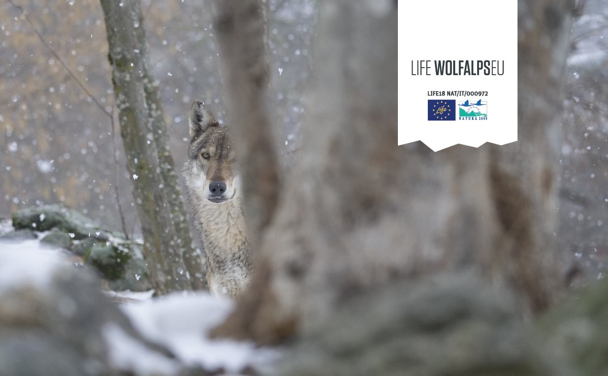 Migliorare la convivenza tra uomo e lupo: il progetto europeo Life Wolfalps EU