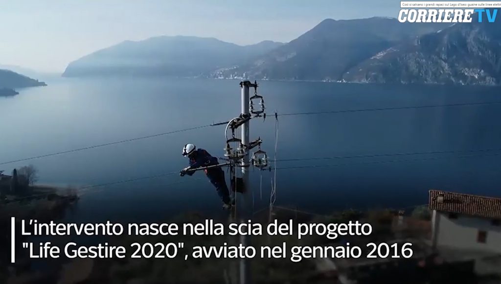 07/03/2021 Così si salvano i grandi rapaci sul Lago d’Iseo: guaine sulle linee elettriche
