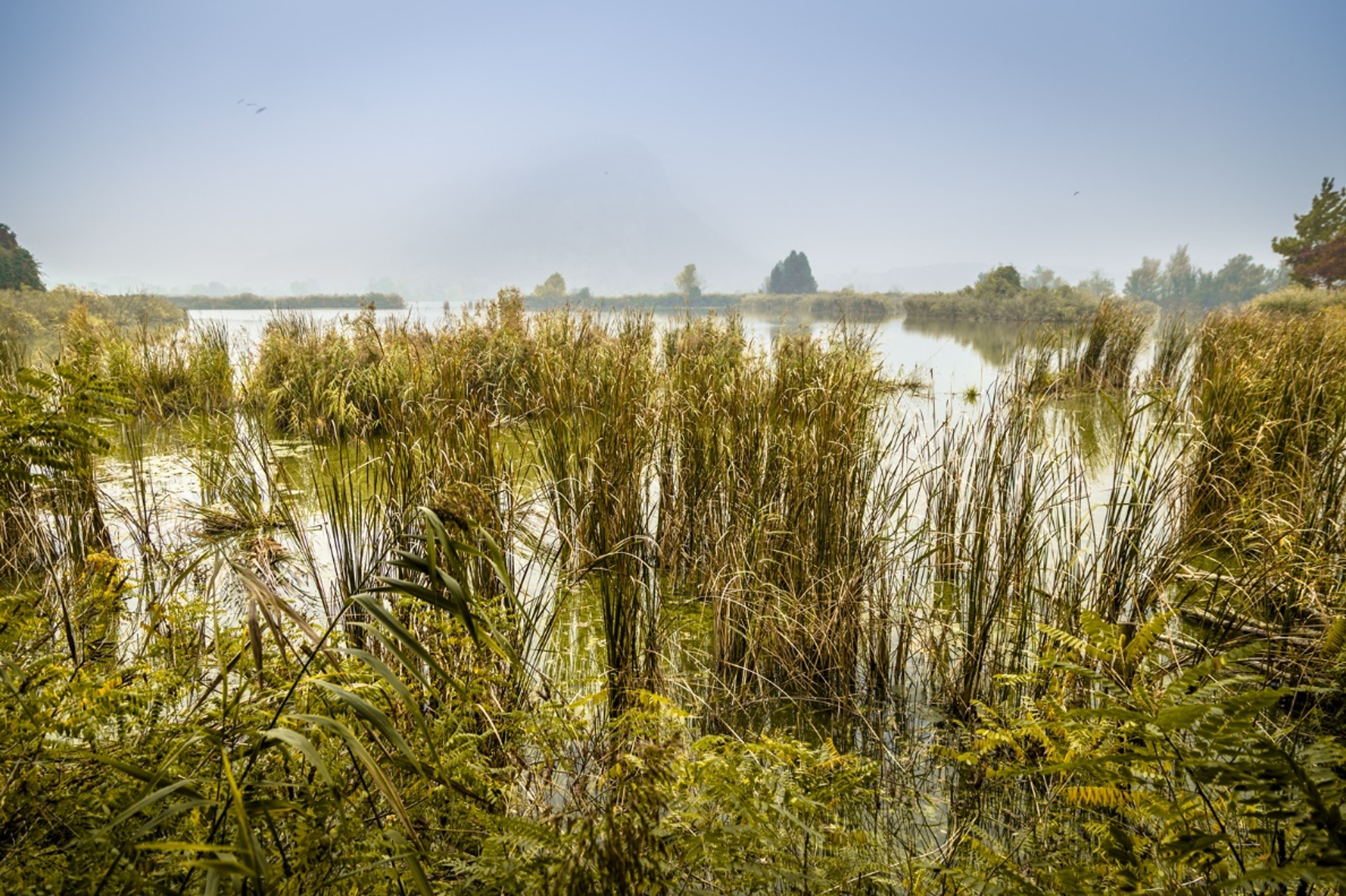 EU Nature Directives Reporting (2013-2018) now available on line