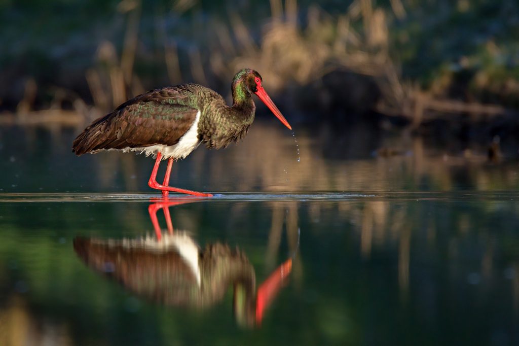 European Environment Agency’s Signals report 2021 on nature is now available online