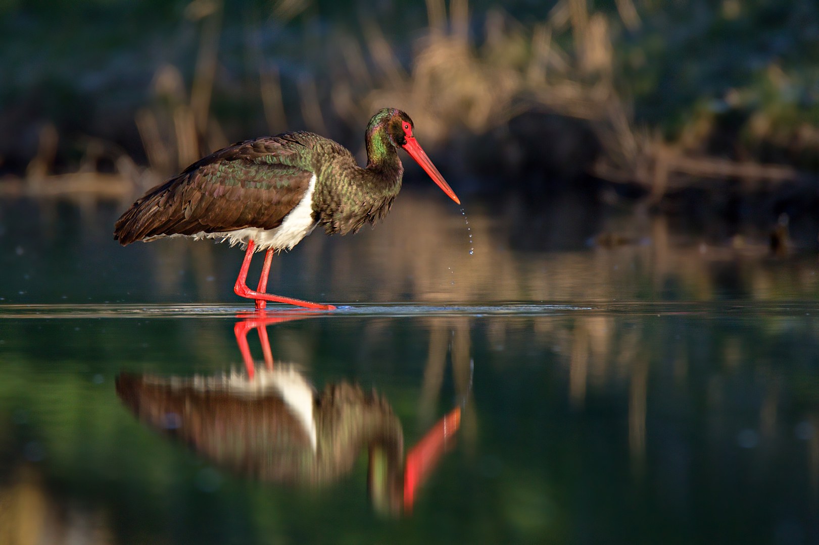 European Environment Agency’s Signals report 2021 on nature is now available online