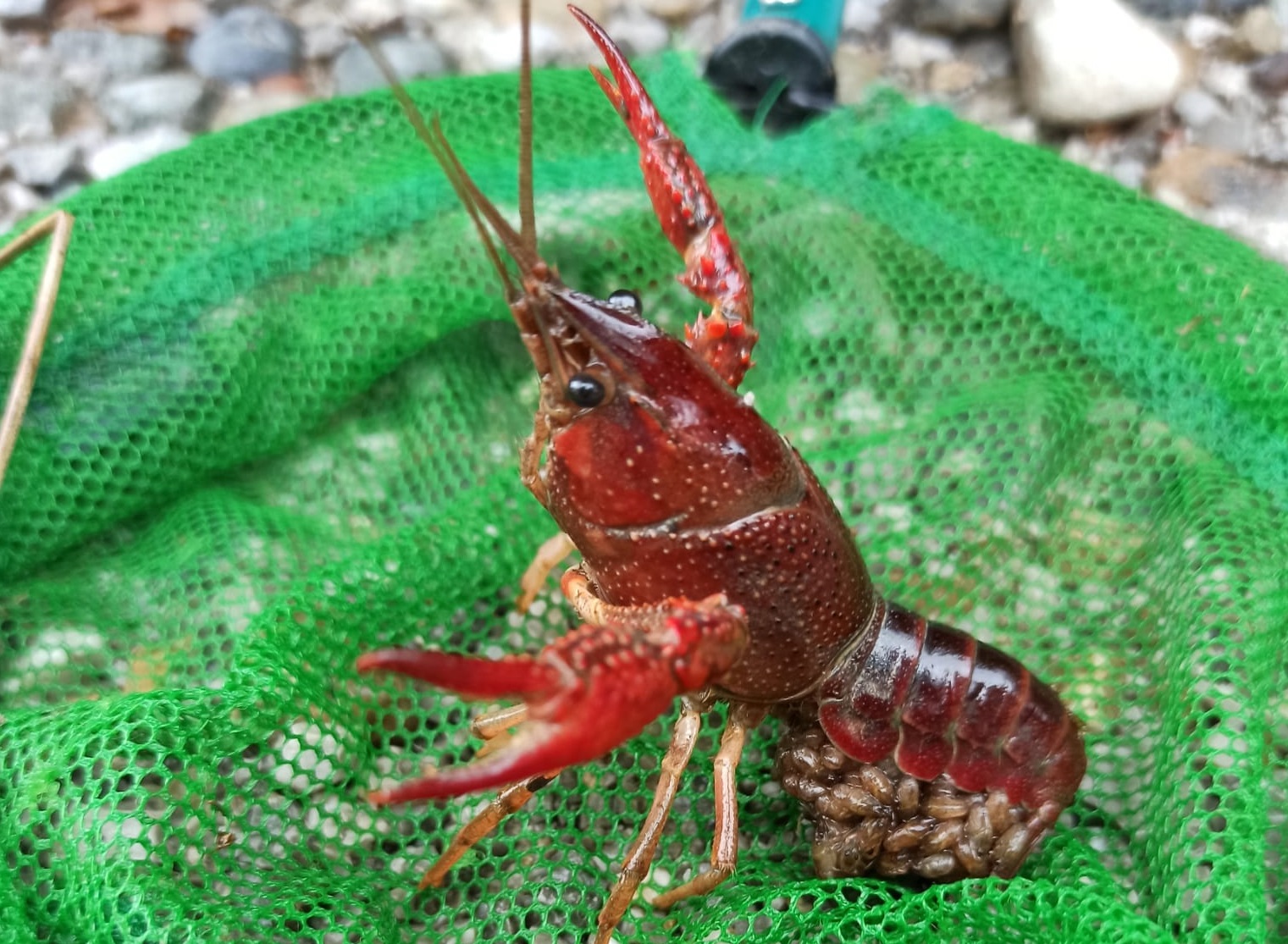 Specie aliene invasive: la campagna di contenimento del gambero della Louisiana nel Parco Groane
