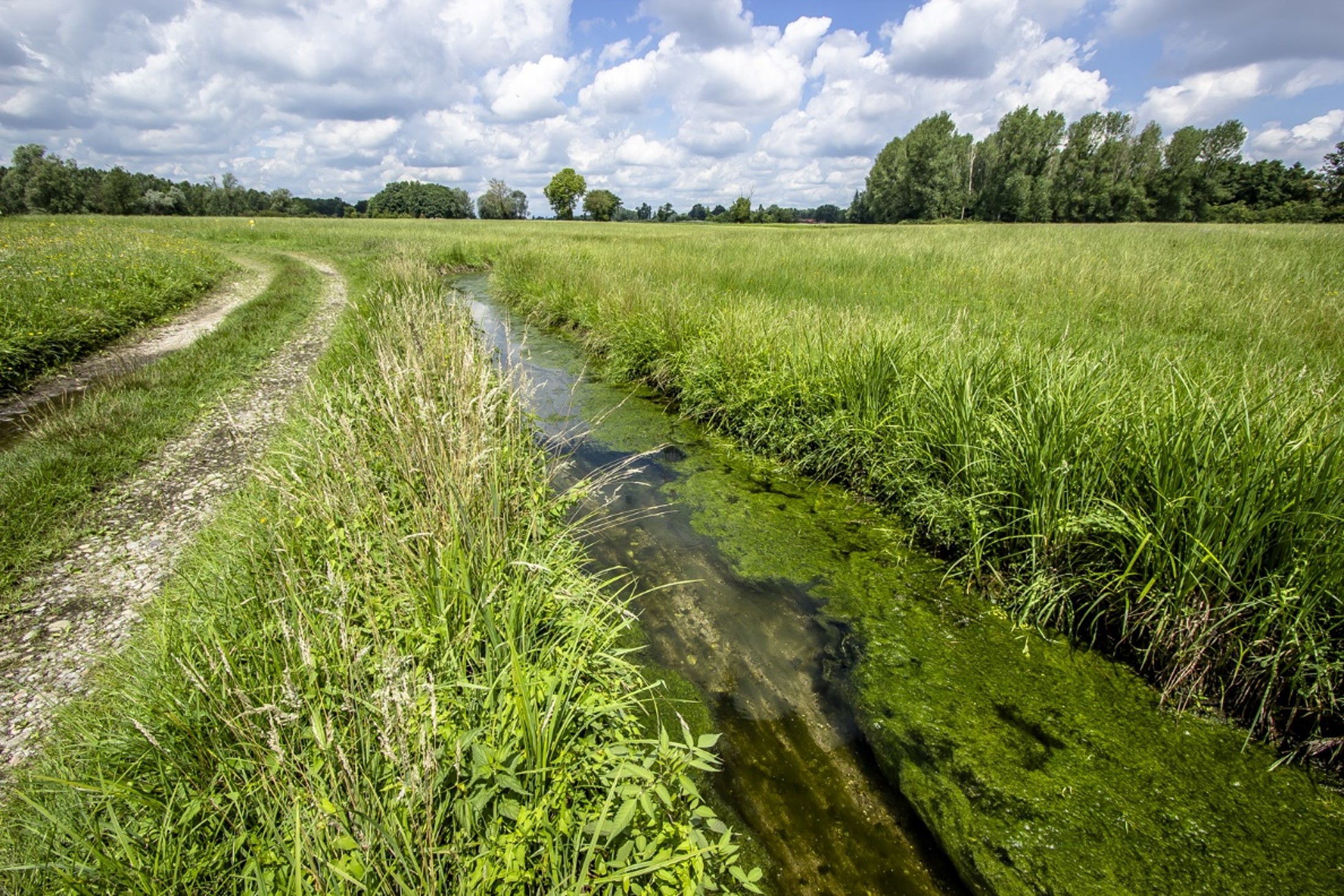 Regione Lombardia approva criteri del bando “Biodiversità e Clima”: coinvolti gestori di aree protette e siti Natura 2000, aziende e cittadini