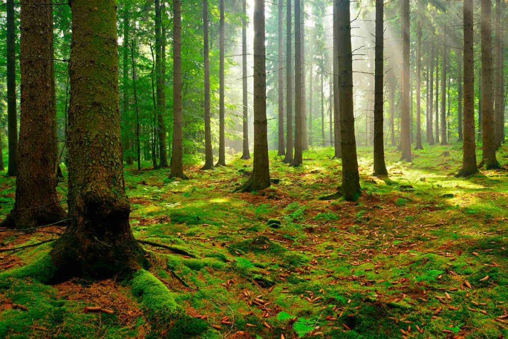 Prevenzione dei danni alle foreste: apre il bando Misura 8.3.01 del PSR