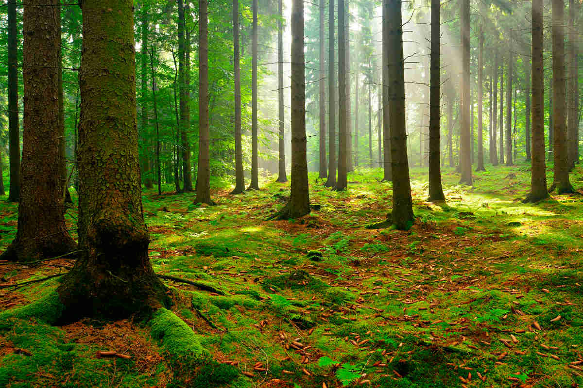 Prevenzione dei danni alle foreste: apre il bando Misura 8.3.01 del PSR