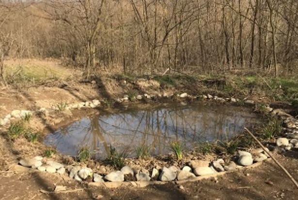 Parco del Lura: nel comasco 5 nuove aree umide per gli anfibi