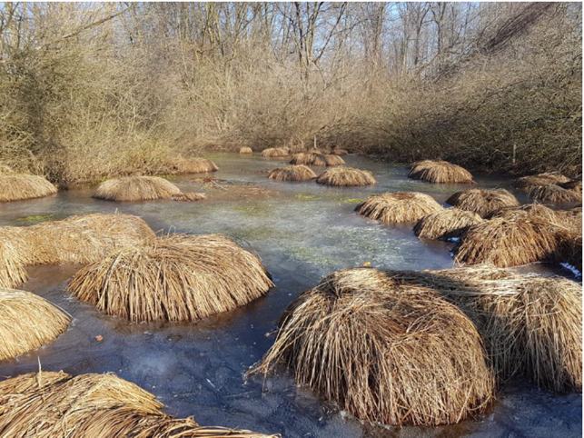 Parco Ticino: a Somma Lombardo ampliata zona umida per favorire la riproduzione del pelobate fosco