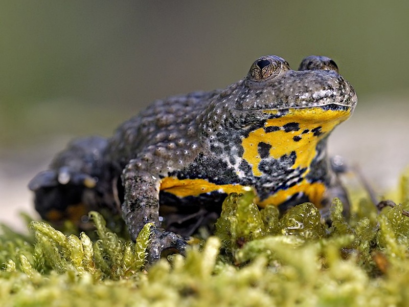 Parco Orobie Bergamasche: ripristinate 3 pozze d’abbeverata essenziali per la Bombina variegata