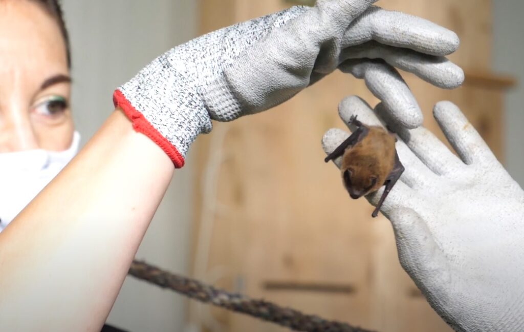 Aperto bando per servizio di assistenza per esperti di chirotterofauna - progetto LIFE NatConnect2030