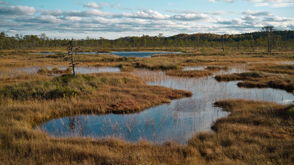 What role can Europe’s land and marine habitats play in carbon storage and sequestration?