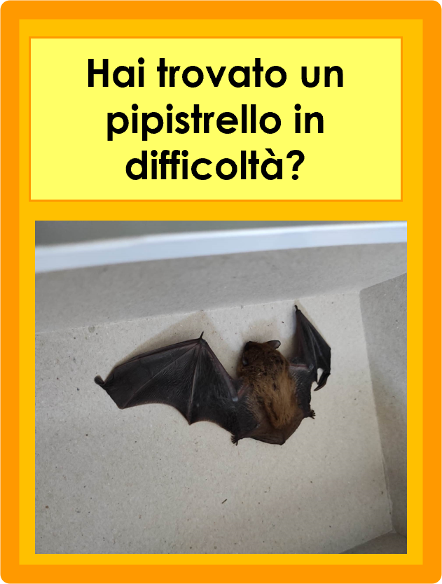01 Azioni per la tutela dei chirotteri