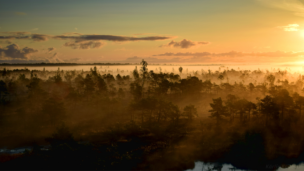 The European Commission proposes a new regulation to restore Europe's nature by 2050