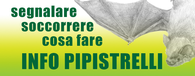 Segnalare, soccorrere, cosa fare: info pipistrelli