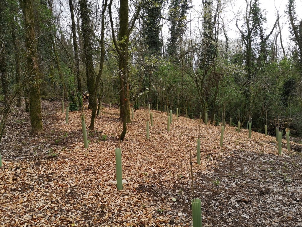 Riserva Naviglio Melotta: migliorati gli habitat di querceto