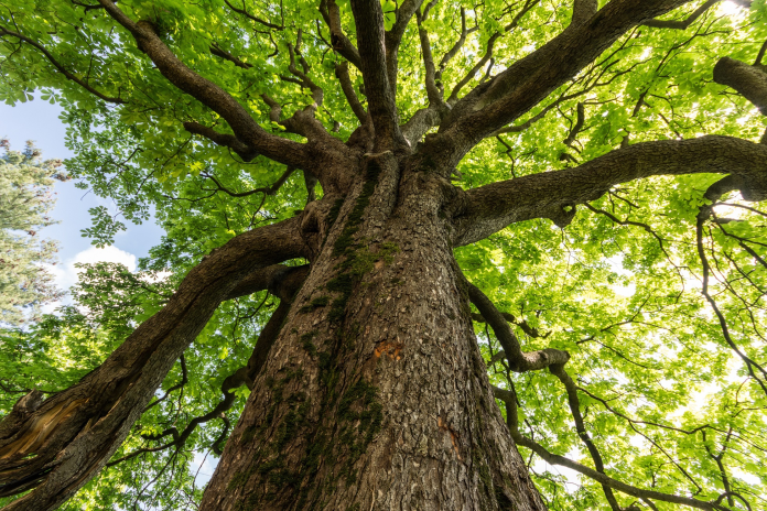 21 novembre – Giornata Nazionale degli Alberi