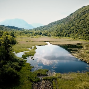 FORESTE HABITAT E SPECIE VEGETALI