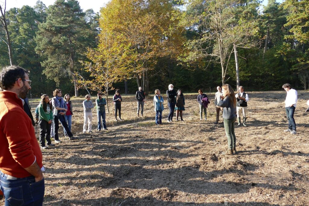 Forestry education