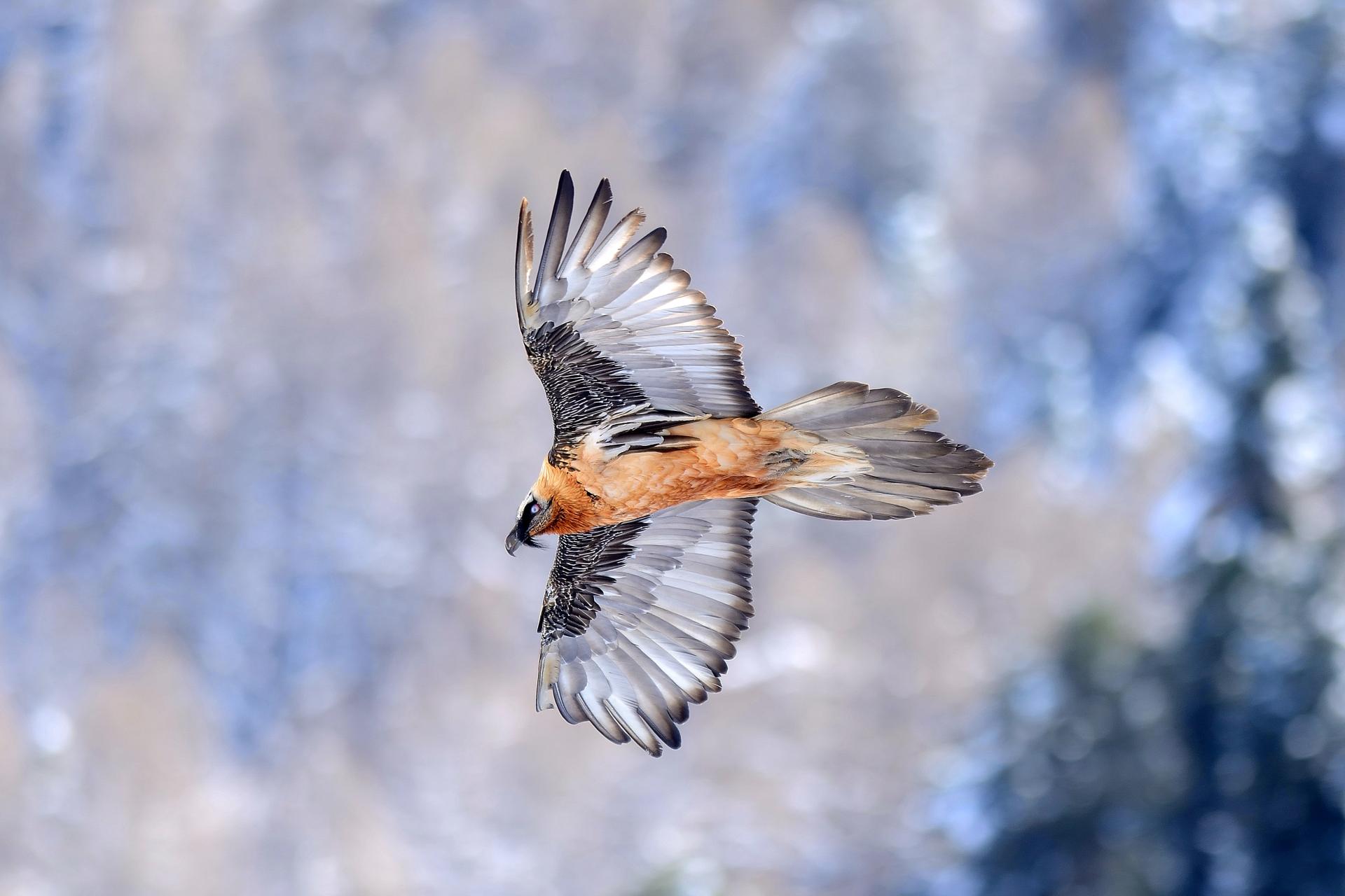 Se vai in montagna, ricordati alcune piccole regole di convivenza con gli uccelli
