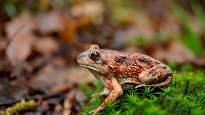 Consultazione pubblica su studio fattibilità programmi di riproduzione Pelobates fuscus insubricus