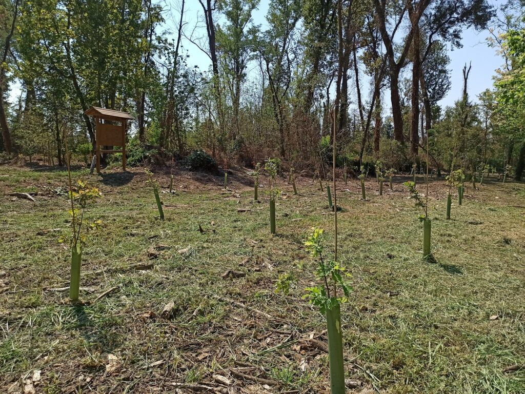 Bosco di Barco: riqualificati gli habitat a querceto