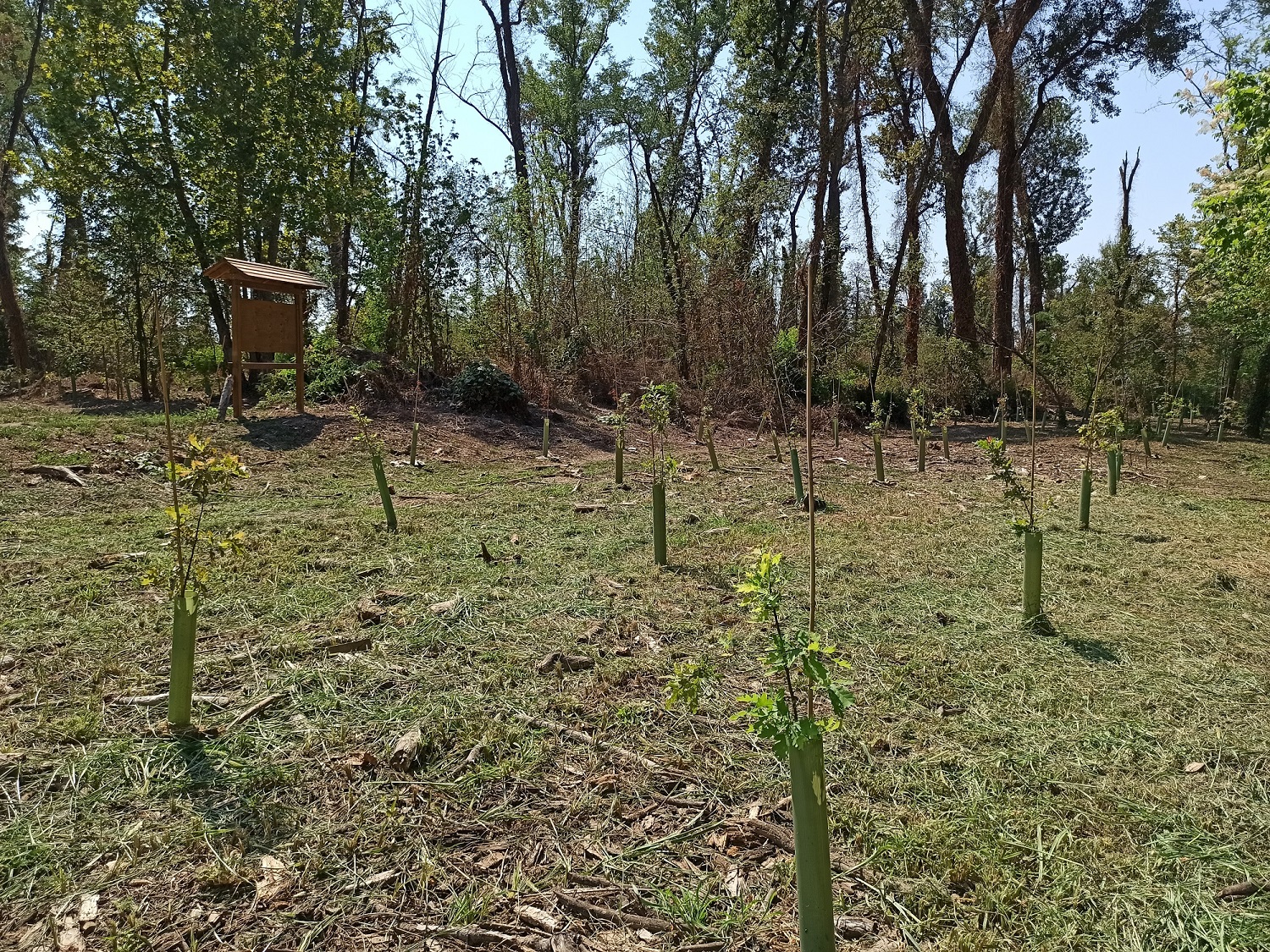 Bosco di Barco: riqualificati gli habitat a querceto