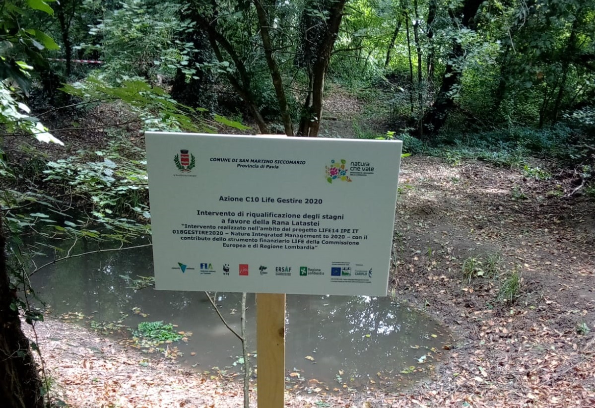 Bosco Negri (PV): riqualificati gli stagni a favore della Rana latastei
