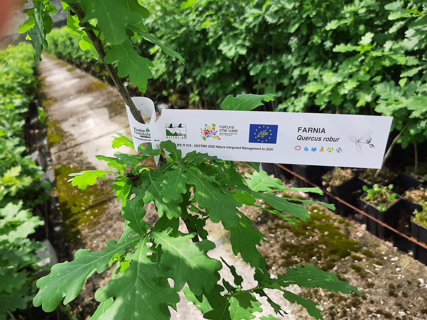 Life Gestire 2020 assegna gratuitamente 3000 piantine di farnia