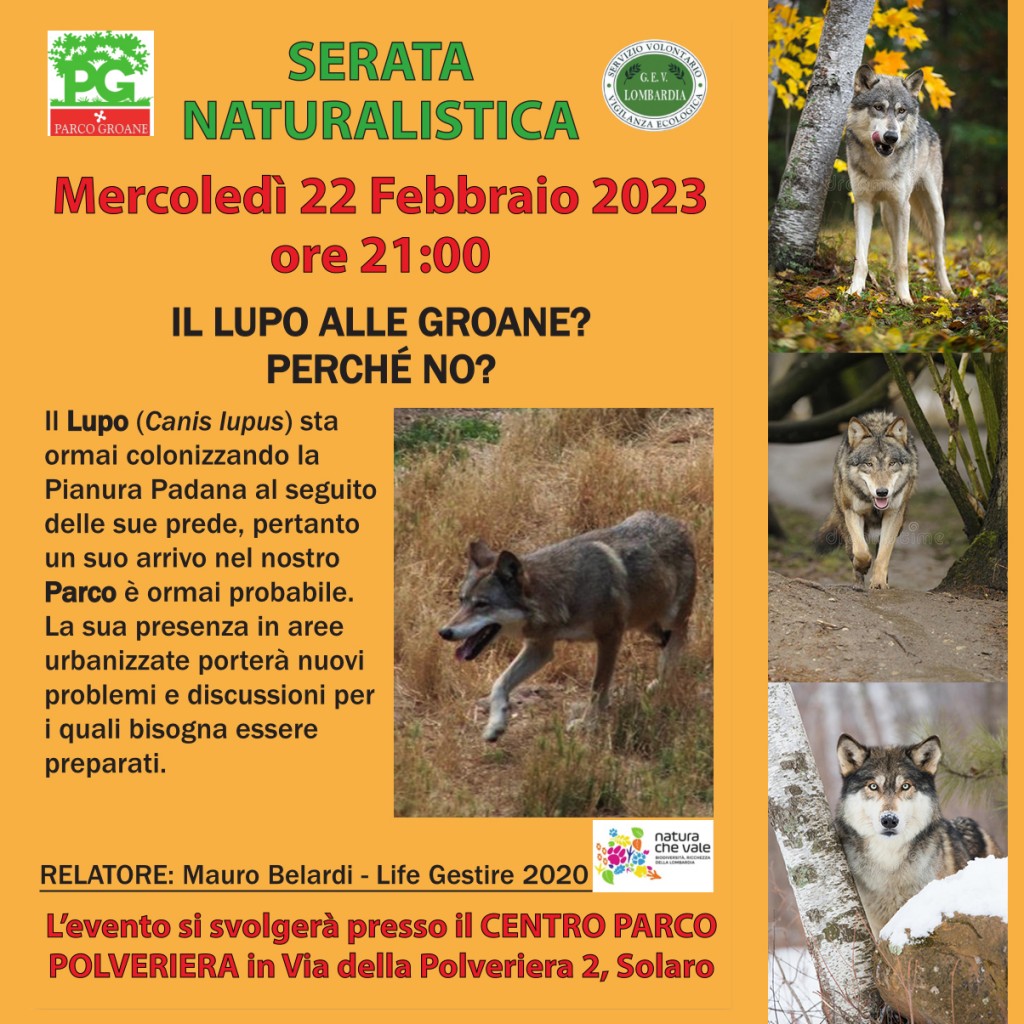 Il lupo alle Groane? Perché no? – Solaro (MI)