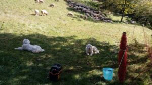 Azienda agricola “I Grater”