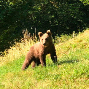 Orso