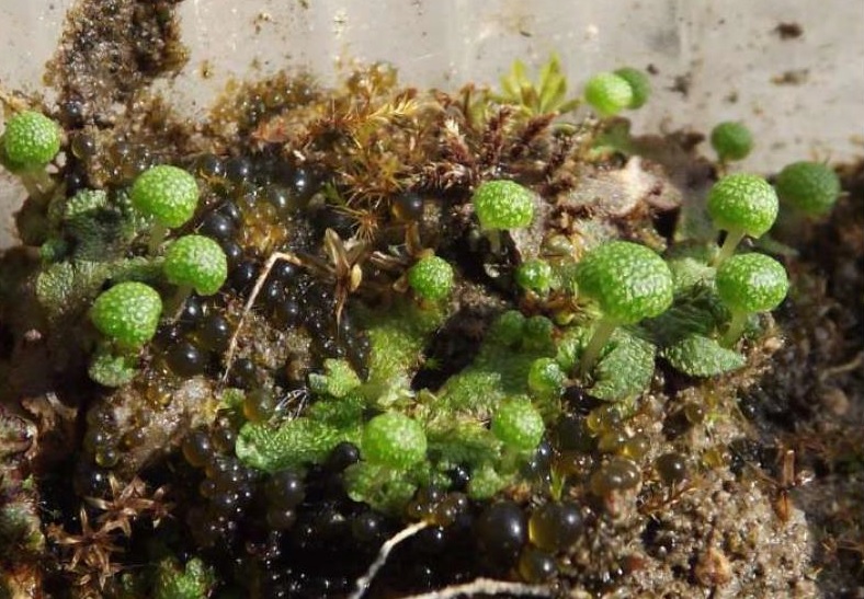 Consultazione pubblica su studio fattibilità rafforzamento e traslocazione di specie autoctone in Direttiva Habitat (Dicranum viride e Mannia triandra)