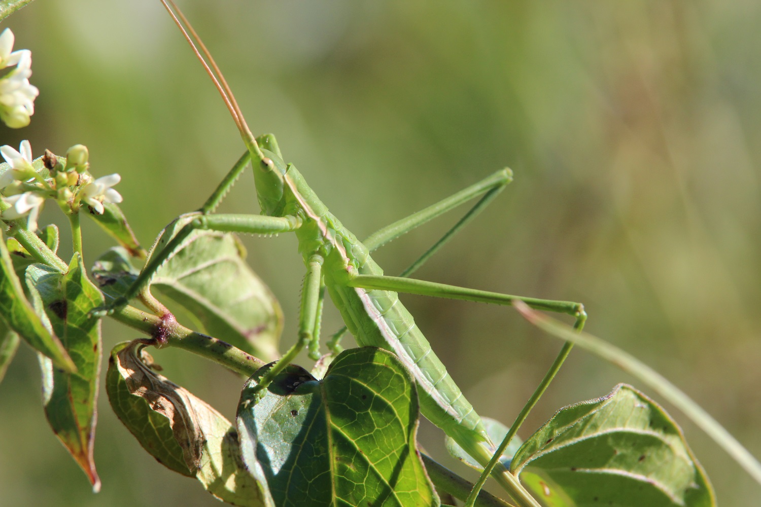 La stregona dentellata riscoperta in Lombardia