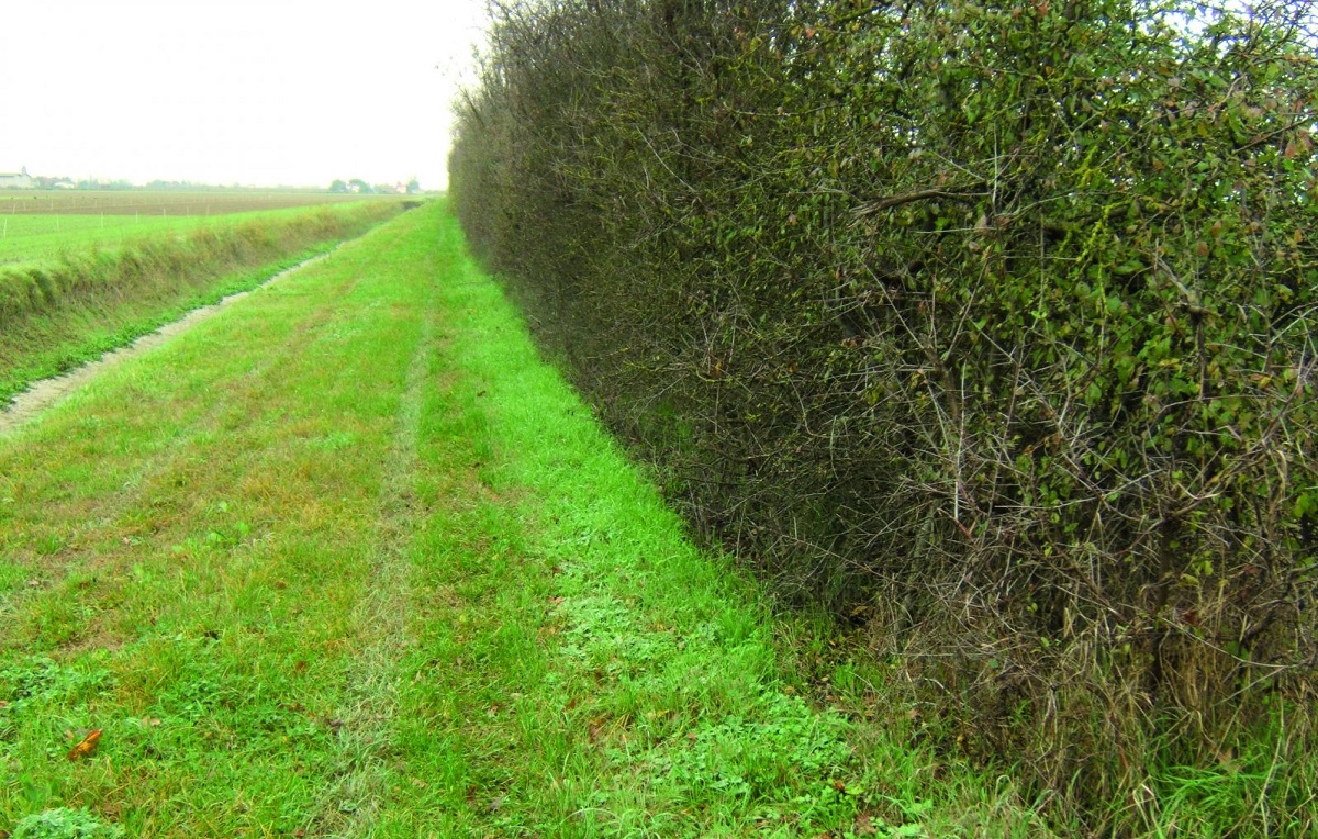 Misure di mitigazione e buone pratiche in agricoltura e impatto su biodiversità e acque – online