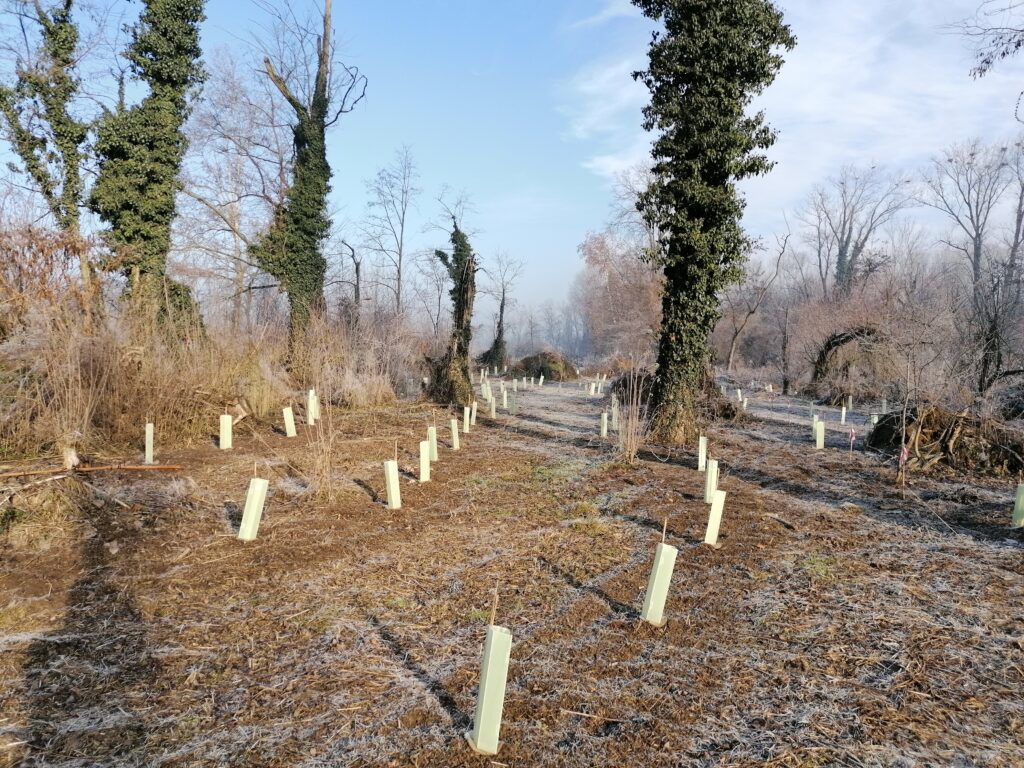 Riserva Palata Menasciutto (CR): riqualificati gli habitat a querceto