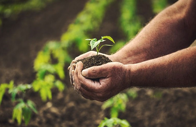 Aperto bando PSP/PAC 2023-2027: 60,5 milioni per pratiche agricole a basso impatto ambientale